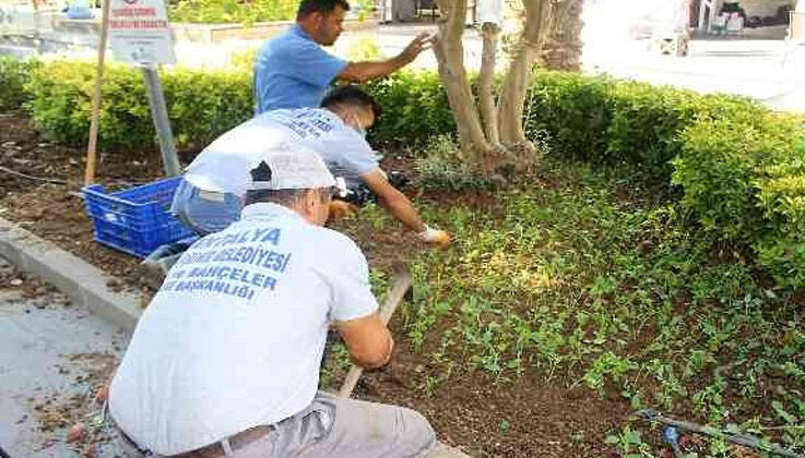 Kemer’de 30 bin çiçek dikildi