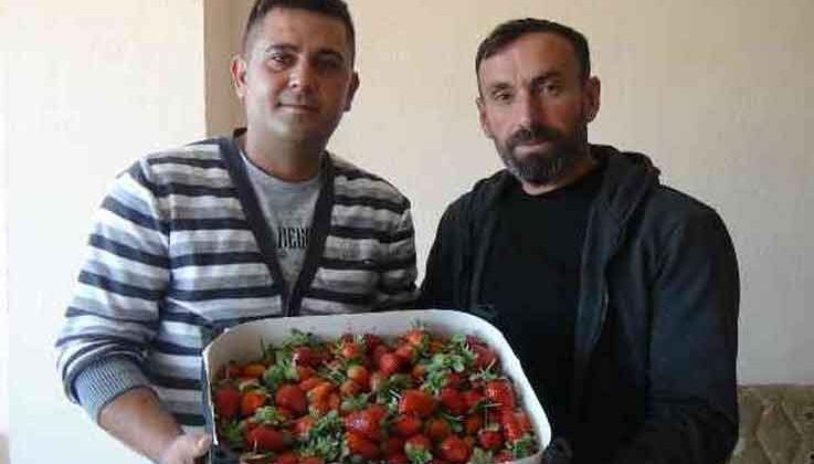 Sezonun ilk örtü altı çileği kilosu 30 liradan satıldı
