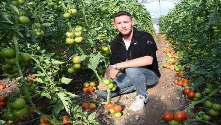 Bakımı yapılınca iki kat fazla meyve veren domates fideleri askı tellerini kırdı