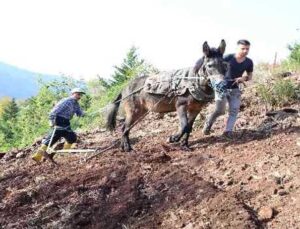 Antalya’da engebeli tarlalar, binlerce yıllık gelenekle sürülüyor