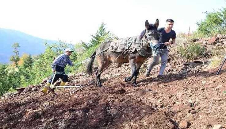 Antalya’da engebeli tarlalar, binlerce yıllık gelenekle sürülüyor