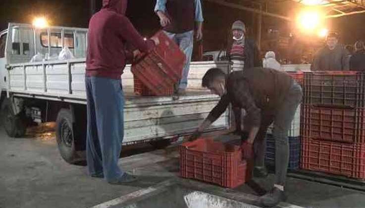 Sezonun ilk zeytin sıkımında fabrika önlerinde uzun kuyruklar oluştu