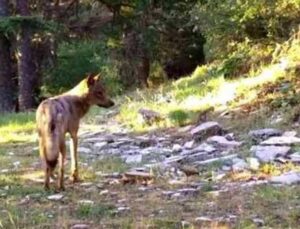 Akdeniz’in yaban hayatı fotokapan görüntülerine yansıdı