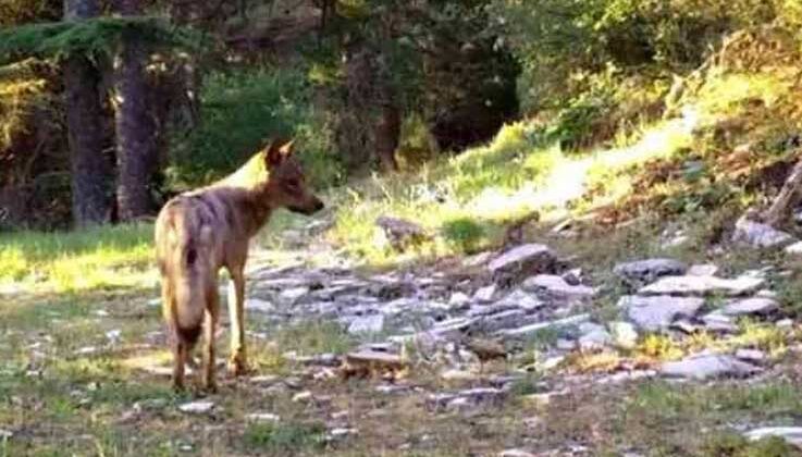 Akdeniz’in yaban hayatı fotokapan görüntülerine yansıdı