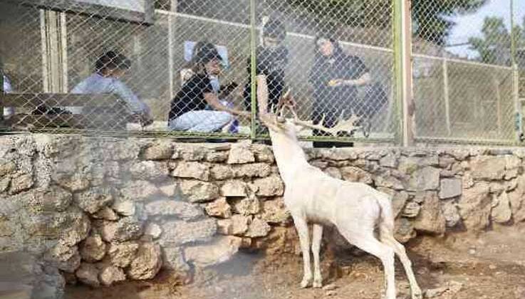 Antalya Hayvanat Bahçesi’nde ara tatil yoğunluğu