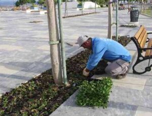Manavgat Türkbeleni’nde 28 bin çiçek toprakla buluştu