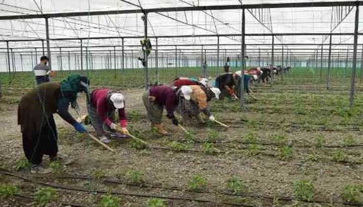 Örtü altı tarımın üssü Antalya’da son 5 yılda çiftçi sayısı 20 bin arttı