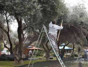 DokumaPark’ta zeytin hasadı başladı