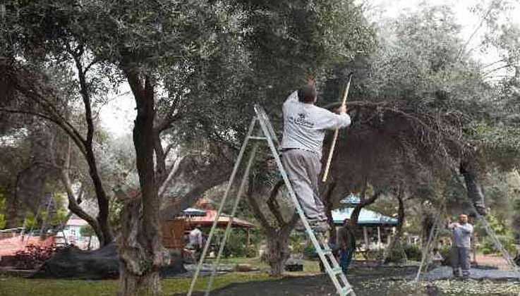 DokumaPark’ta zeytin hasadı başladı