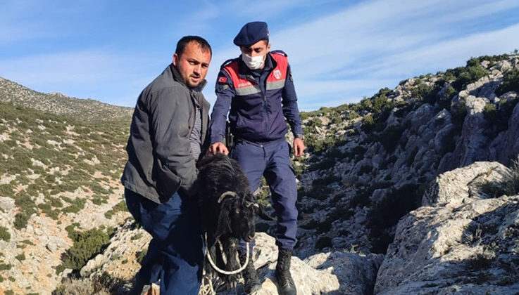 Dağda 72 saat mahsur kalan keçileri jandarma kurtardı
