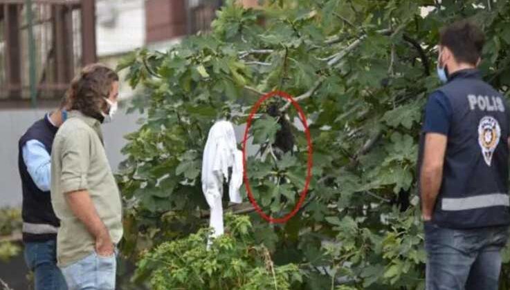 Antalya’da, ağaçta 4 kedi ölüsü bulundu
