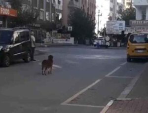 Saygı duruşunda yerinden bir an olsun kıpırdamayan köpek, görenleri duygulandırdı