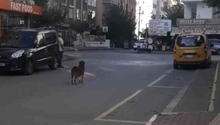 Saygı duruşunda yerinden bir an olsun kıpırdamayan köpek, görenleri duygulandırdı