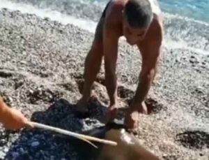 Antalya’da balık tutan bir kişinin oltasına vatoz balığı takıldı