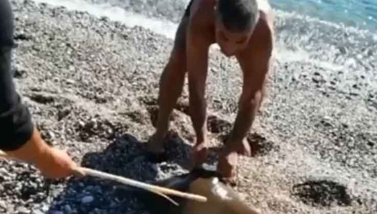 Antalya’da balık tutan bir kişinin oltasına vatoz balığı takıldı