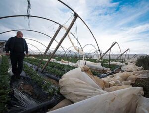 Antalya’da yağmur ve fırtınada, yaklaşık 2 bin dönüm tarım alanı zarar gördü