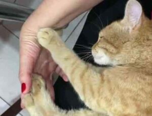 Ressam kadının sokaktan sahiplendiği kedi ‘masör’ çıktı