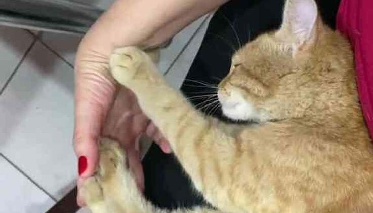 Ressam kadının sokaktan sahiplendiği kedi ‘masör’ çıktı