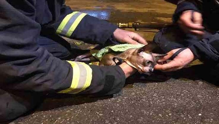 Antalya’da dumandan etkilenen kedi itfaiye ekipleri sayesinde hayata tutundu