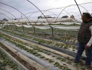 Büyükşehir’den afetzede çiftçilere 6 bin metrekare sera naylonu