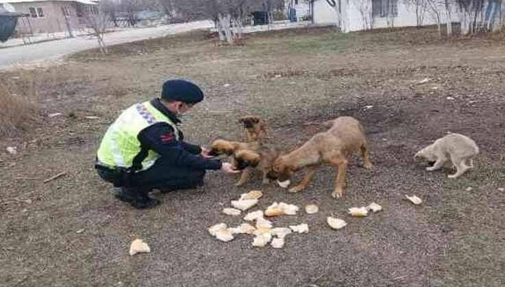 Ormana bırakılan sokak köpeklerine jandarma sahip çıktı