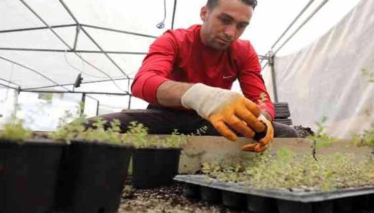 Manavgat’ı yeşillendirmek için fideler üretiliyor