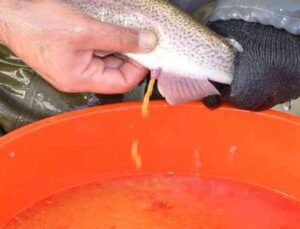 Bebek gibi bakılıyor tek tek el masajıyla yumurtaları alınıyor