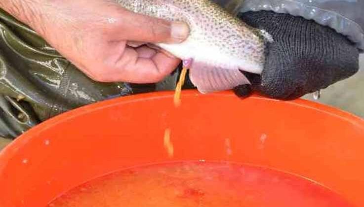 Bebek gibi bakılıyor tek tek el masajıyla yumurtaları alınıyor