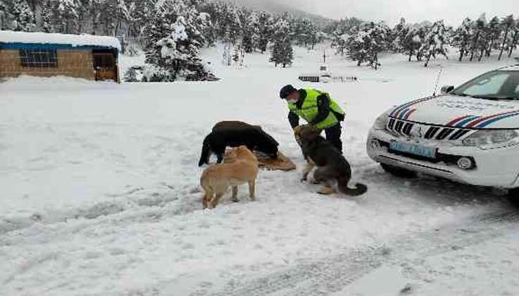 Kar yağışında etkilenen hayvanların yardımına jandarma koştu