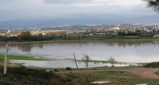 Manavgat’ta su basan ekili arazileri su kuşları istila etti