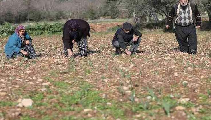 Büyükşehir’den Tarım Kooperatifi’ne 10 bin adet nergis soğanı