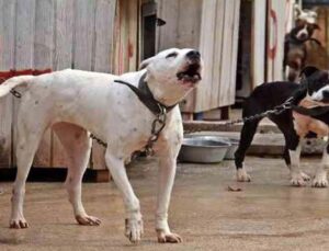 Antalya Sokak Hayvanları Bakımevi 100’e yakın Pitbull ve Dogo Arjantin köpeklerine ev sahipliği yapıyor