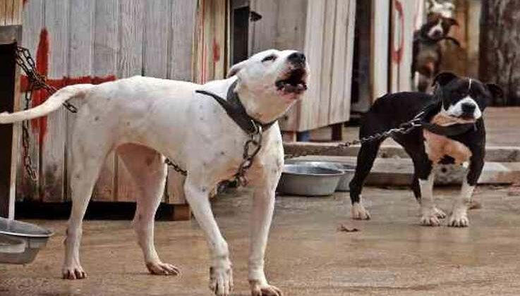 Antalya Sokak Hayvanları Bakımevi 100’e yakın Pitbull ve Dogo Arjantin köpeklerine ev sahipliği yapıyor
