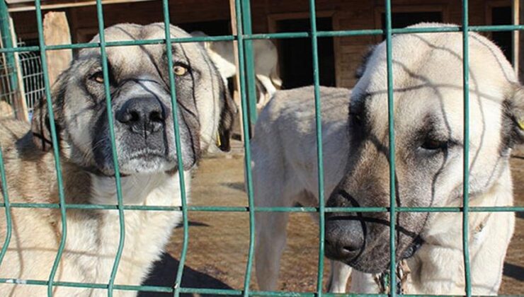 Çevre ve Şehircilik Bakanlığı’ndan 81 ile sahipsiz hayvanlarla ilgili genelge