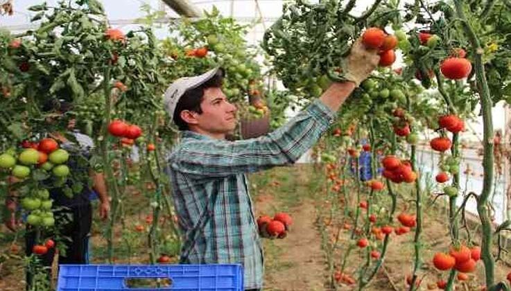 Sebze fiyatında son 3 yılın en iyi Aralık ayı