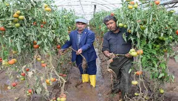 Kumlucalı üreticiler sel sonrası seralarda dezenfekte çalışmasına başladı