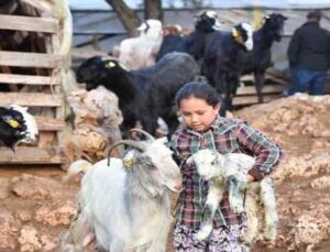 Konyaaltı’nda hayvanlar için bin 200 dekar gübre