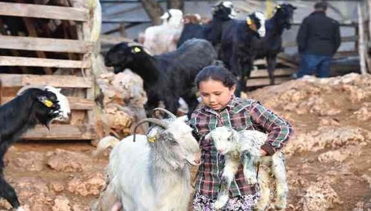 Konyaaltı’nda hayvanlar için bin 200 dekar gübre