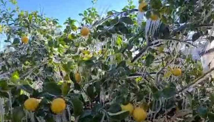 Limon ağaçları buz tuttu, sarkıtlar oluştu