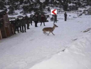 Antalya’da yakalanan 7 yaban keçisi, Karanlıkdere Kanyonu’nda doğaya bırakıldı