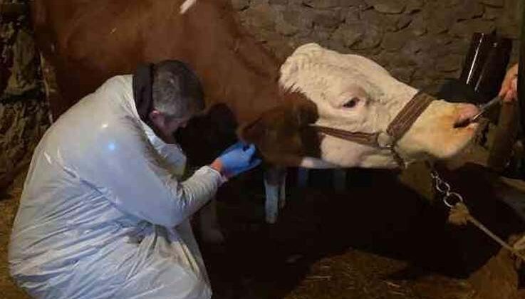 Karda mahsur kalan veterineri doğum yapan ineğe belediye ulaştırdı