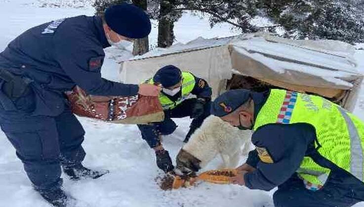 Zorlu hava şartlarında sokakta kalan hayvanlara jandarmadan mama desteği