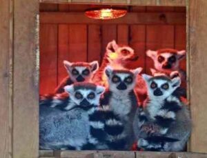 Karla tanışan Antalya Hayvanat Bahçesi’ndeki tropik hayvanlara sıcacık ev konforu