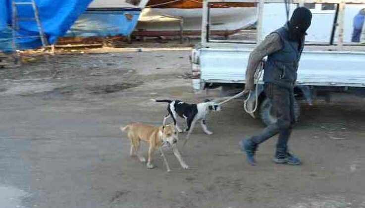 Sokağa bırakılıp aç kalan pitbullar, 1 günlük keçi yavrusunu alıp kaçtı