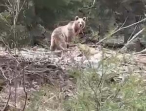 Ormanlık alanda karşılarına çıkan ayıyla neye uğradıklarını şaşırdılar