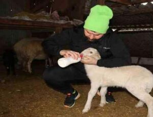 Köpeklerin telef ettiği koyunların öksüz kalan kuzularına biberon ile çocuğu gibi bakıyor