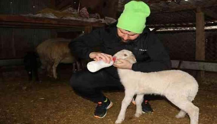 Köpeklerin telef ettiği koyunların öksüz kalan kuzularına biberon ile çocuğu gibi bakıyor