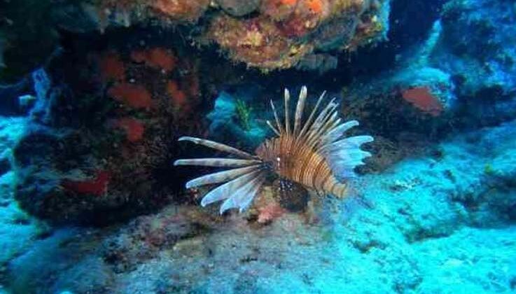 Antalya’da deniz suyu soğudu, istilacı balık türleri kıyıyı terk ederek derine çekildi