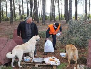 Belediye ekipleri sokak hayvanlarını elleriyle besledi