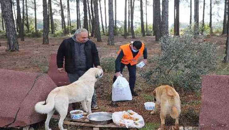 Belediye ekipleri sokak hayvanlarını elleriyle besledi
